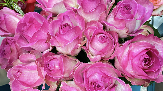 Роза одноголовая розовая "Баблс", Армения, 1 шт  (Аня)