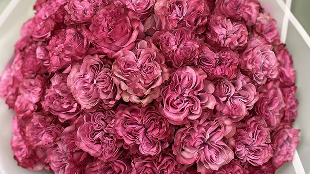 Букет, розы сорта "Кантри Блюз" (Аня)