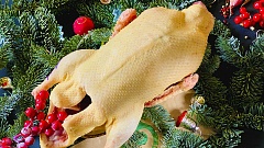 Гусь домашний