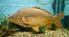 Карп отборный ( Живой)