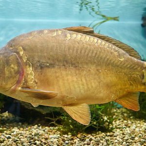 Карп отборный ( Живой)