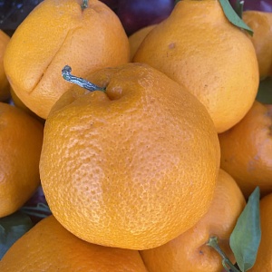 Мандарины Панда 