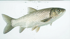 Белый Амур живой