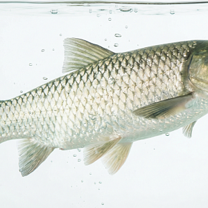 Белый Амур живой