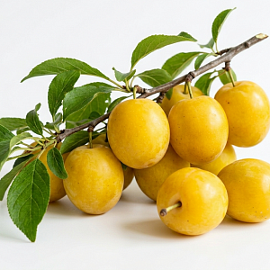 Слива желтая 